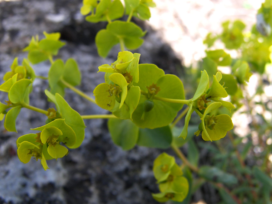 Image of Euphorbia petrophila specimen.