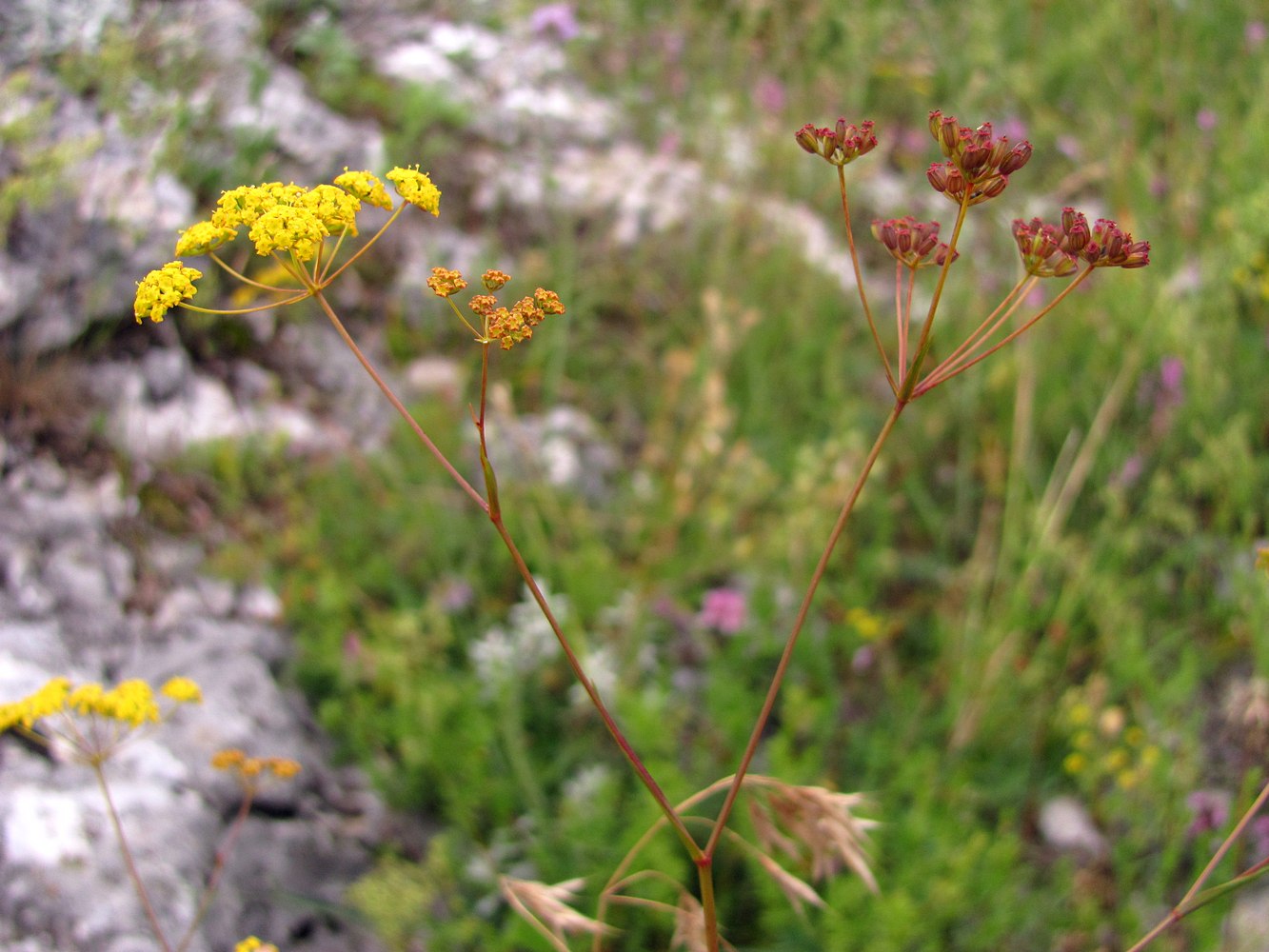 Image of Bupleurum exaltatum specimen.