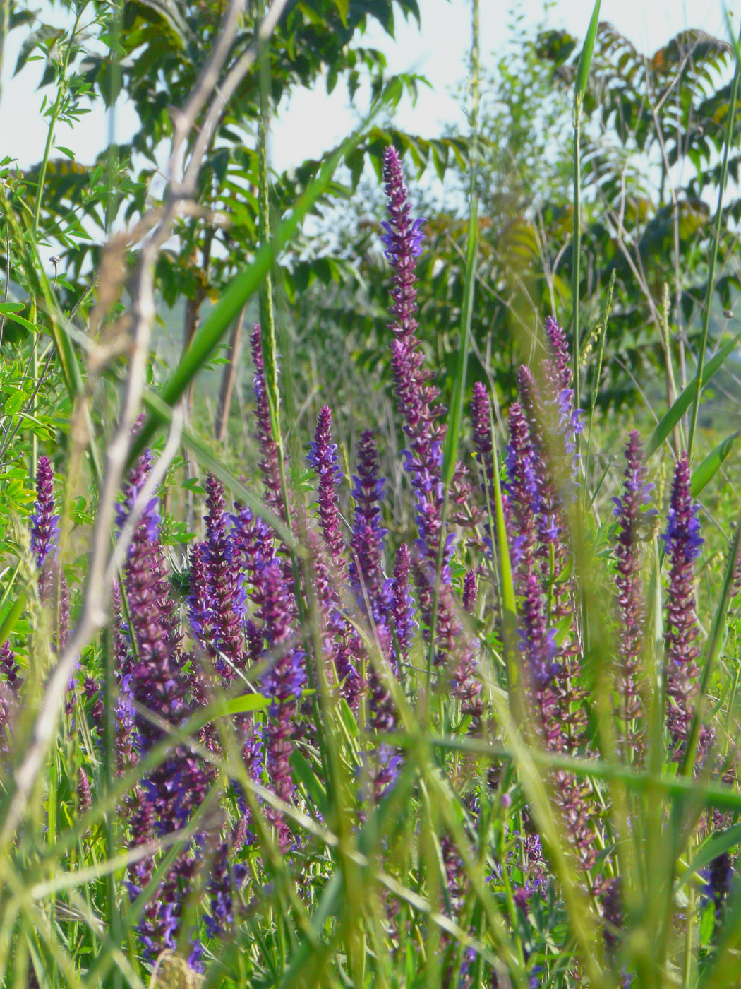 Изображение особи Salvia nemorosa.