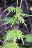 Aconitum baicalense. Часть побега. Иркутская обл., г. Усть-Кут, окр. курорта Усть-Кут. 24 июля 2011 г.