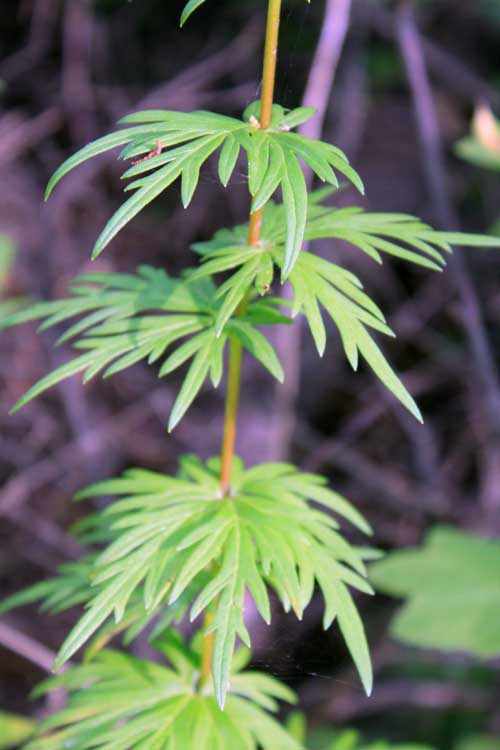 Изображение особи Aconitum baicalense.