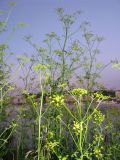 Pastinaca sativa. Верхушки цветущих растений. Чувашия, г. Чебоксары, Чебоксарское вдхр., отсыпка щебня вдоль уреза воды. 11.07.2011.