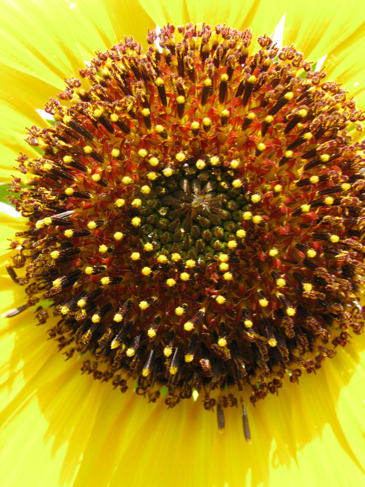 Изображение особи Helianthus lenticularis.