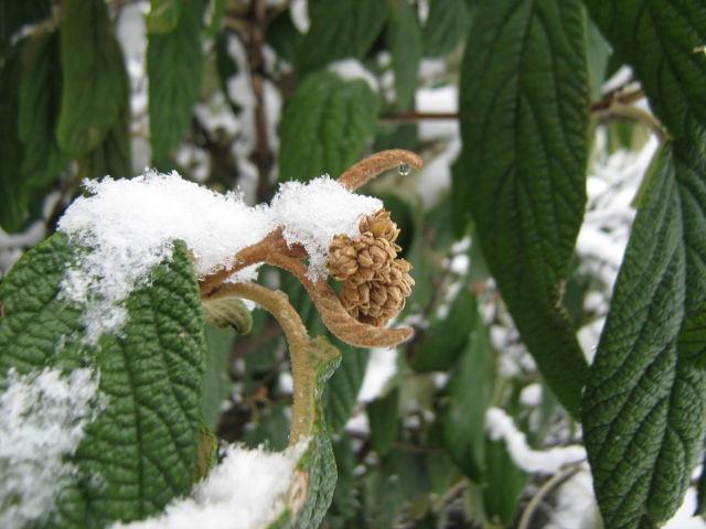 Изображение особи Viburnum rhytidophyllum.