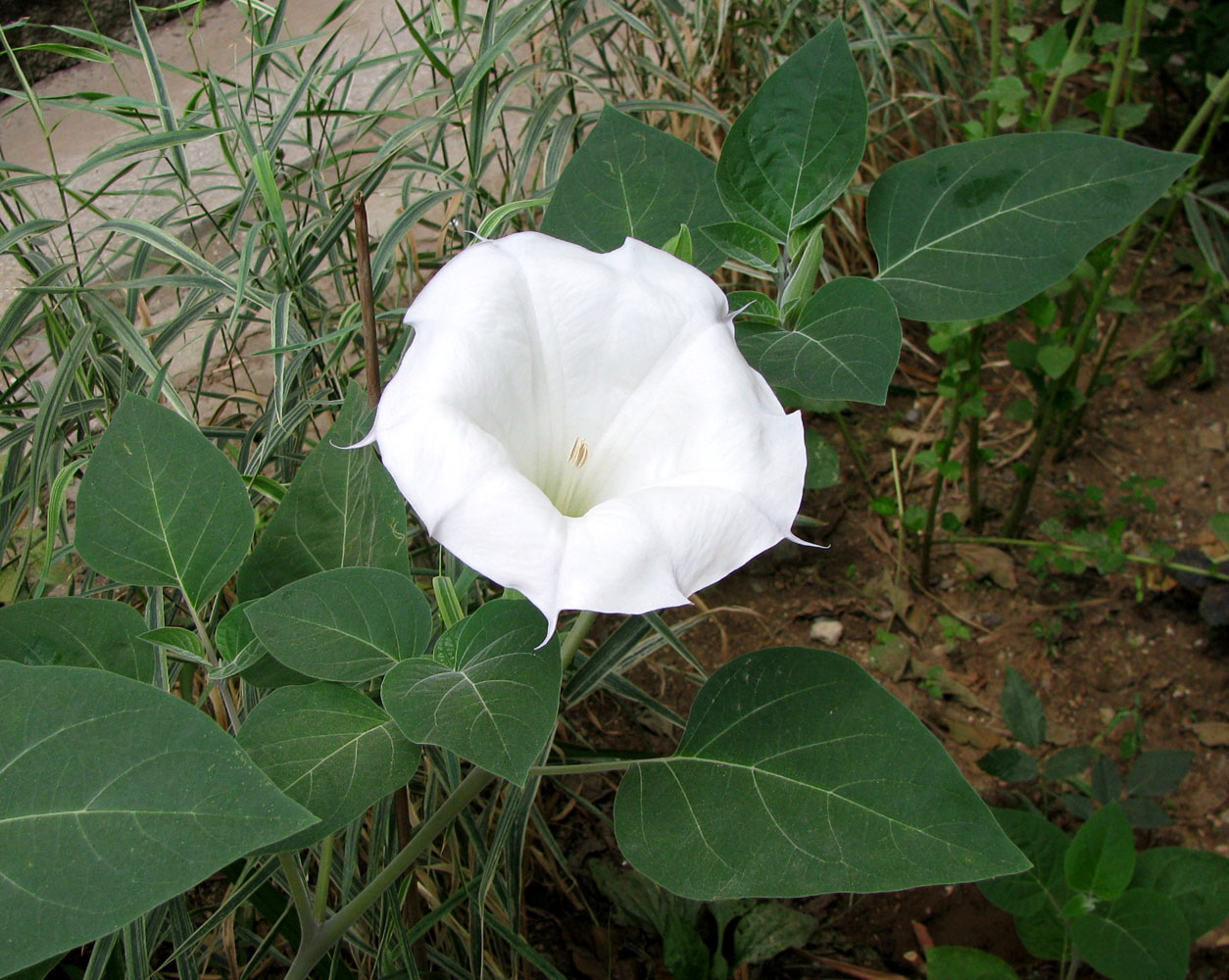 Image of Datura wrightii specimen.