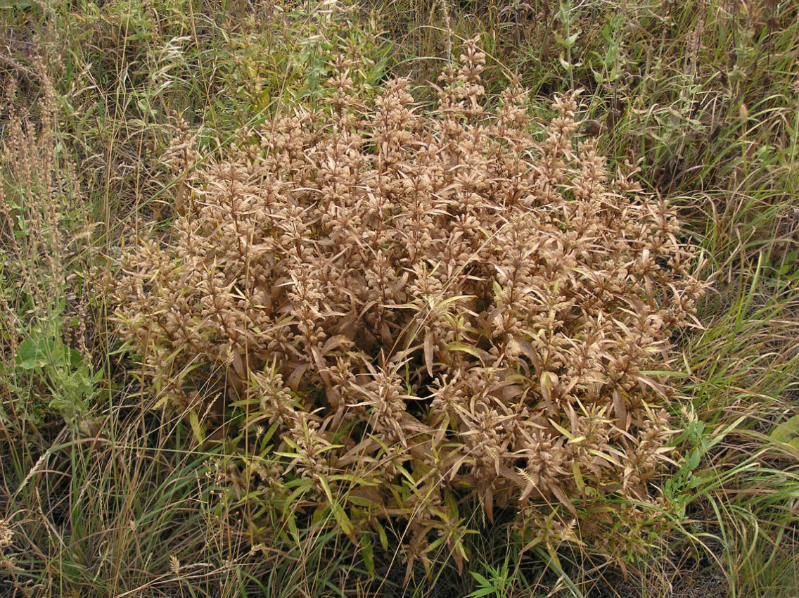 Image of Phlomis pungens specimen.