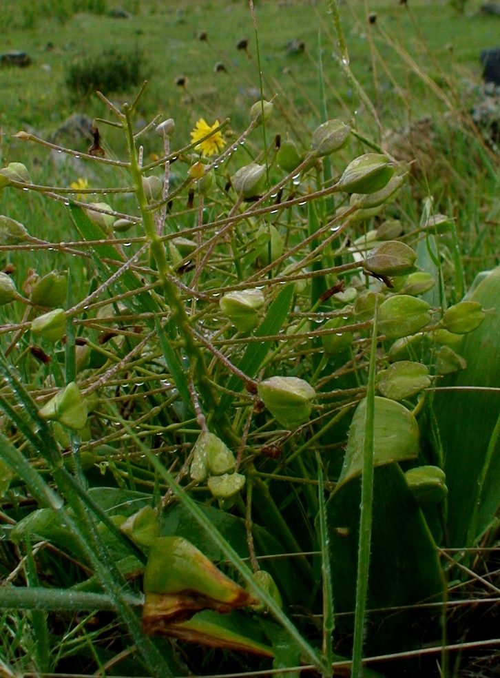 Image of Bellevalia montana specimen.