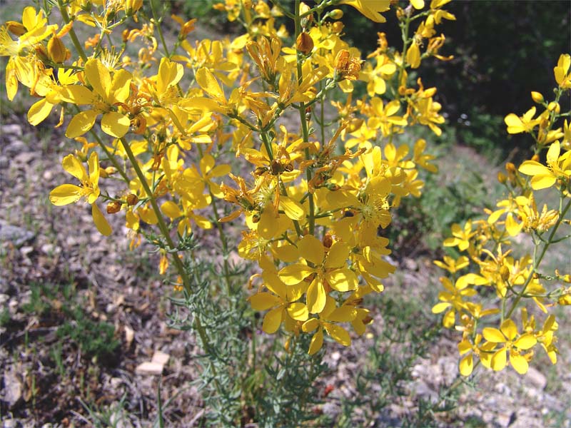 Image of Hypericum elongatum specimen.