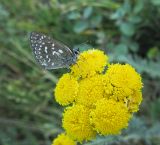 Tanacetum crassipes. Соцветие с кормящейся Rhymnaria eckweileri (Lukhtanov, 1993) (определение подтвердил С. Торопов, Бишкек). Казахстан, Восточно-Казахстанская область; Западный Алтай, скл. Ульбинского хребта, окр. с. Ушановское. 05.06.2012.