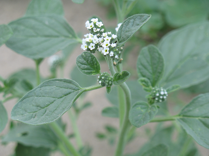 Изображение особи Heliotropium ellipticum.