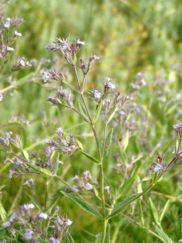 Image of Nepeta parviflora specimen.