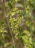 Silene borysthenica. Побег с соцветиями (Otites jenissensis Klokov). Казахстан, Восточно-Казахстанская обл., Усть-Каменогорск, берег р. Иртыш. 21.06.2012.