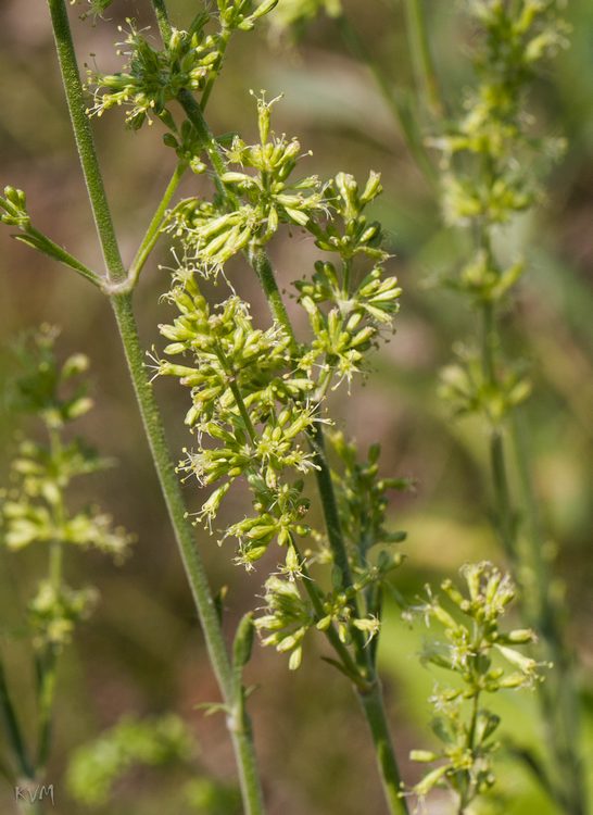 Изображение особи Silene borysthenica.