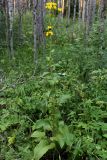 Crepis sibirica