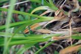 Carex vulpina. Основания побегов. Иркутская обл., окр. курорта \"Усть-Кут\", заливной луг. 23.06.2012.