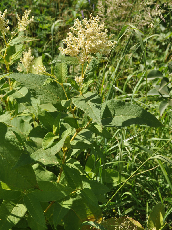 Изображение особи Aconogonon weyrichii.