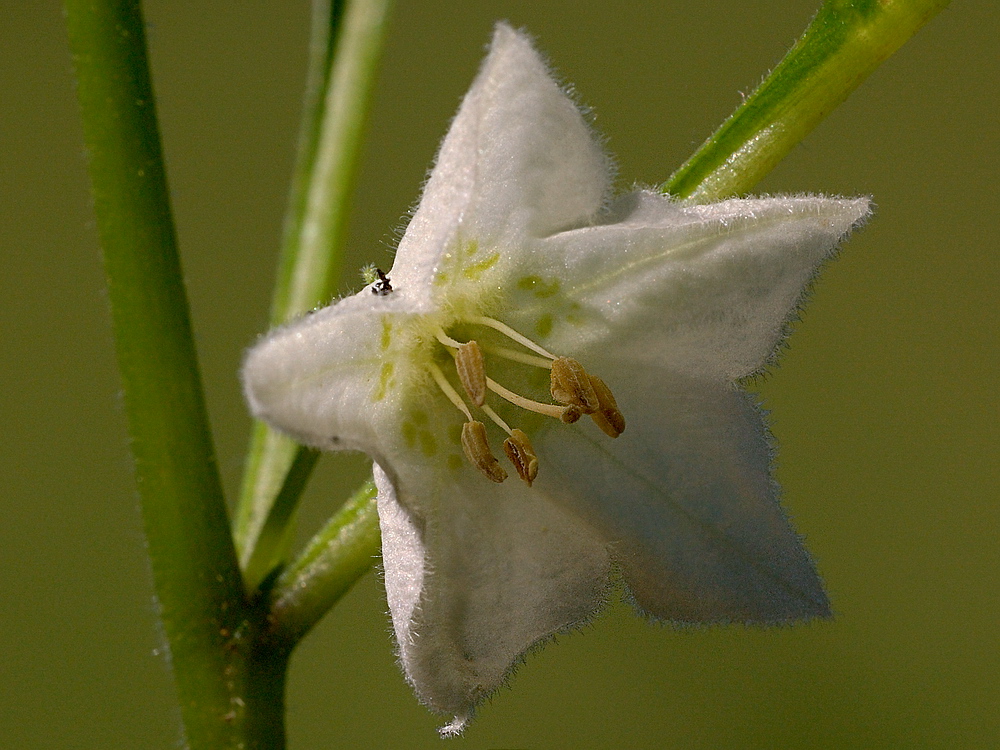 Image of Alkekengi officinarum specimen.