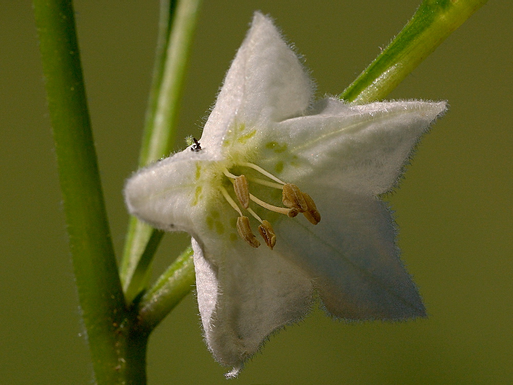 Изображение особи Alkekengi officinarum.