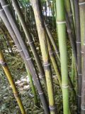 Phyllostachys nigra. Побеги разного возраста. Южный берег Крыма, Никитский ботанический сад. 21 июля 2012 г.