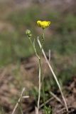 род Ranunculus