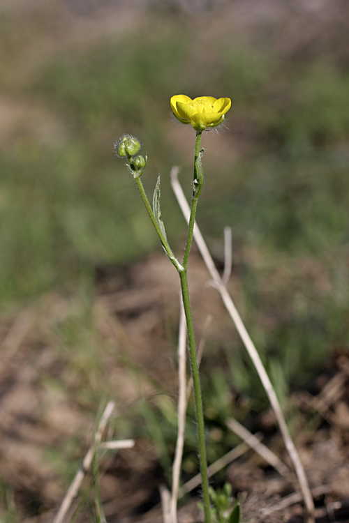 Изображение особи род Ranunculus.