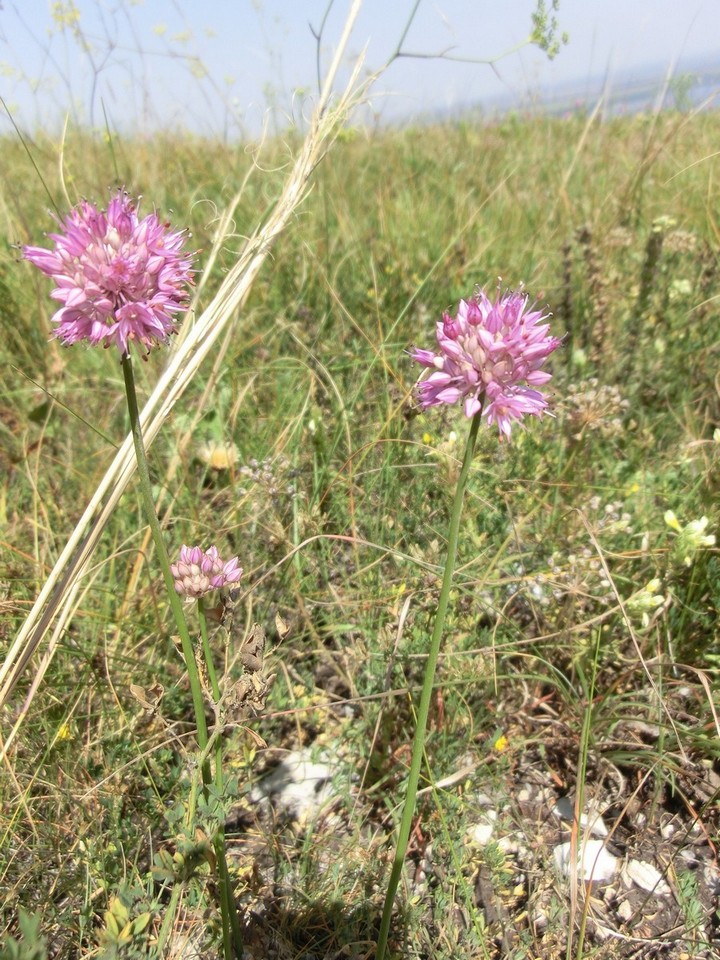 Изображение особи Allium globosum.