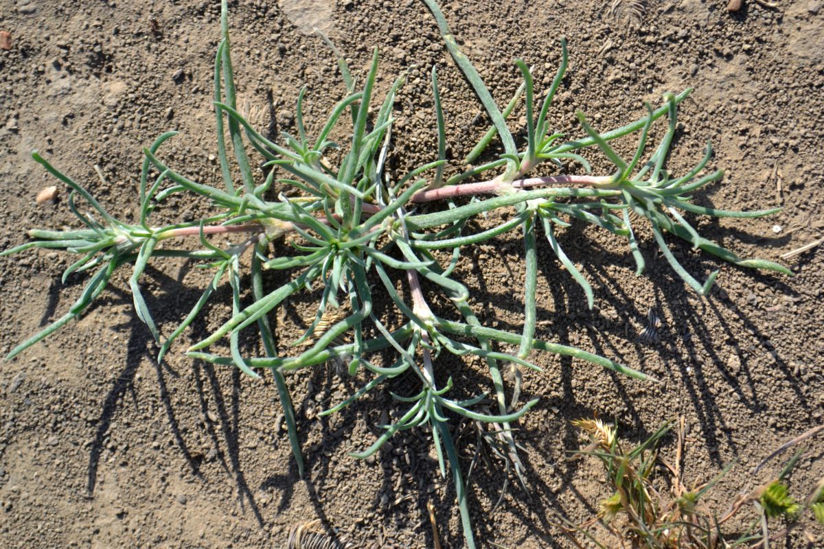 Image of Petrosimonia brachiata specimen.