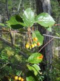 Sorbus taurica. Верхушка ветви с созревающим соплодием. Южный берег Крыма, ур. Таракташ, сосновый лес. 23 сентября 2012 г.