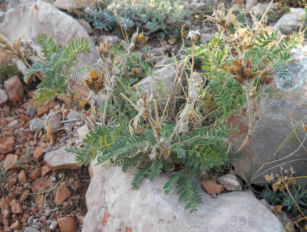 Изображение особи Oxytropis pilosa.