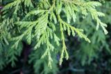 Thuja plicata. Веточки. Узбекистан, г. Ташкент, Ботанический сад им. Ф.Н. Русанова. 08.10.2012.