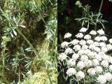 Ammi majus