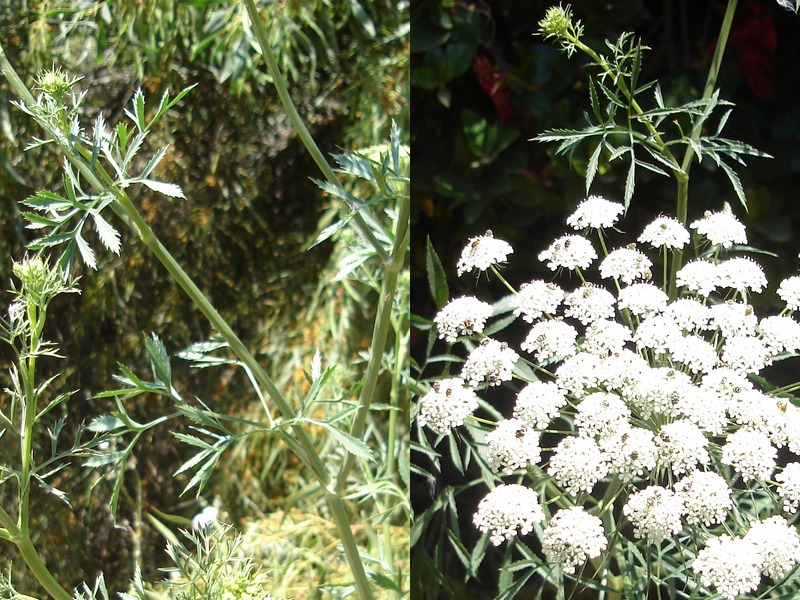 Image of Ammi majus specimen.