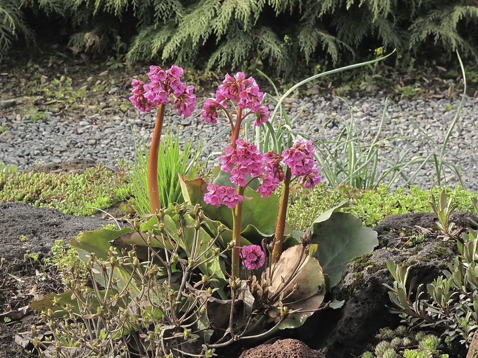 Image of Bergenia pacifica specimen.