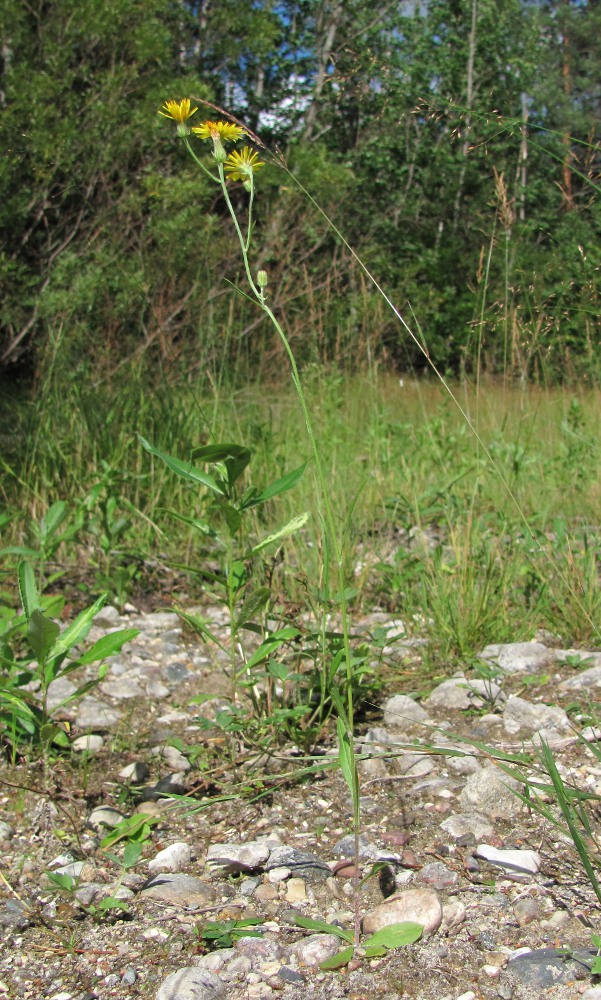 Image of Crepis tectorum specimen.