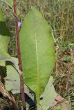 Inula helenium