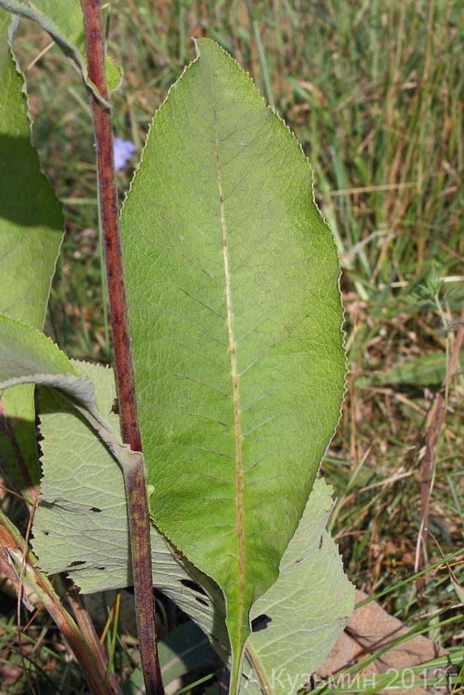 Image of Inula helenium specimen.