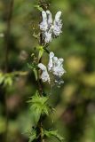 Aconitum orientale