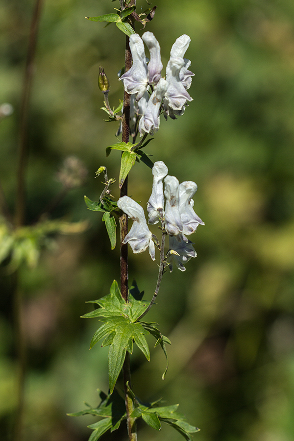 Изображение особи Aconitum orientale.