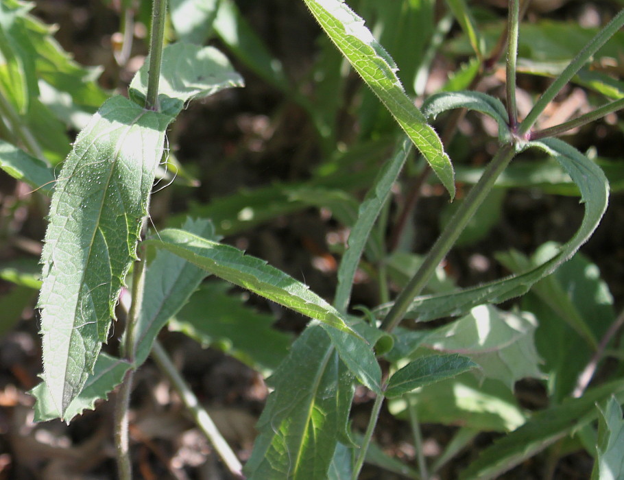 Image of Verbena rigida specimen.