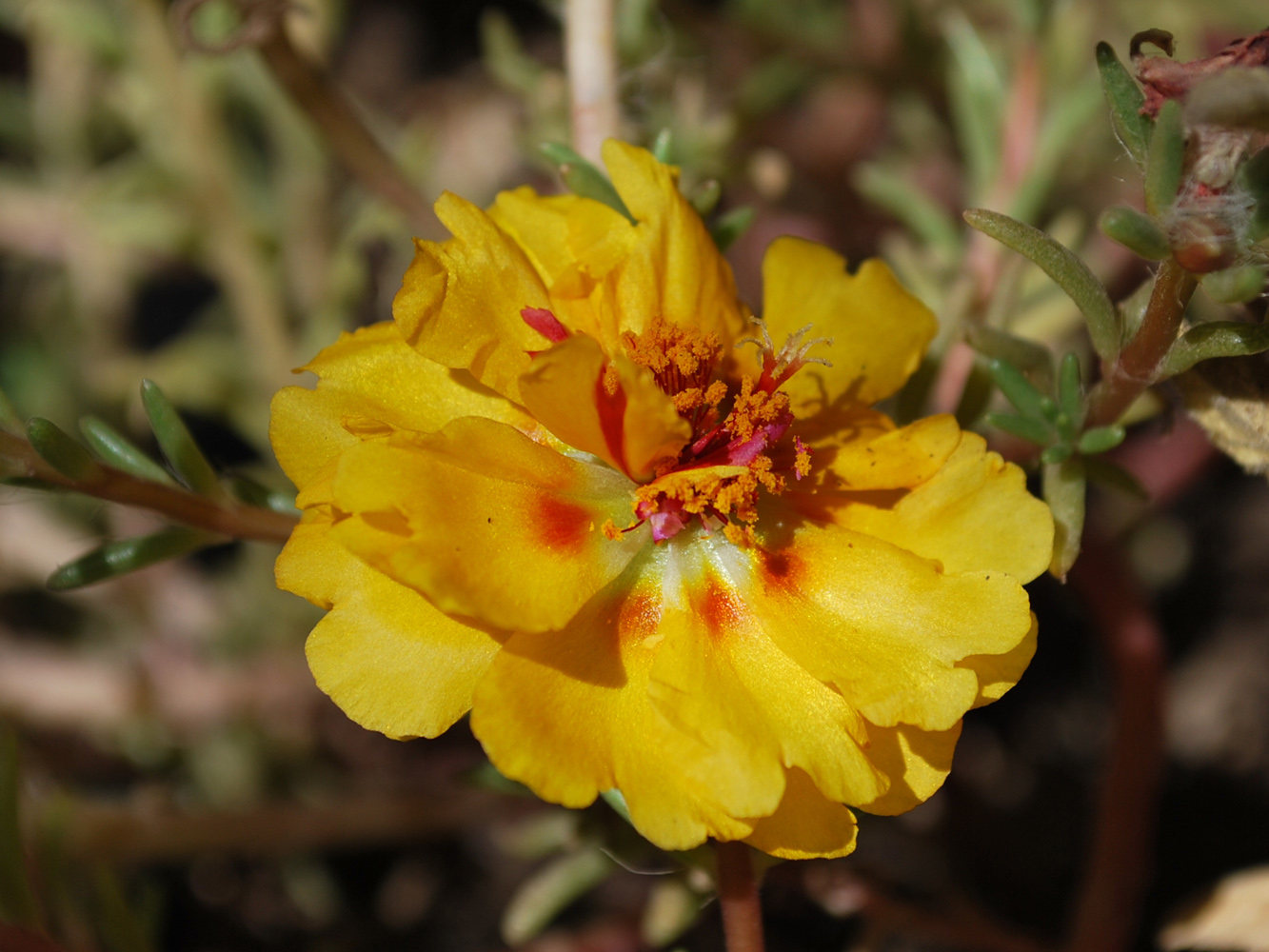Изображение особи Portulaca grandiflora.