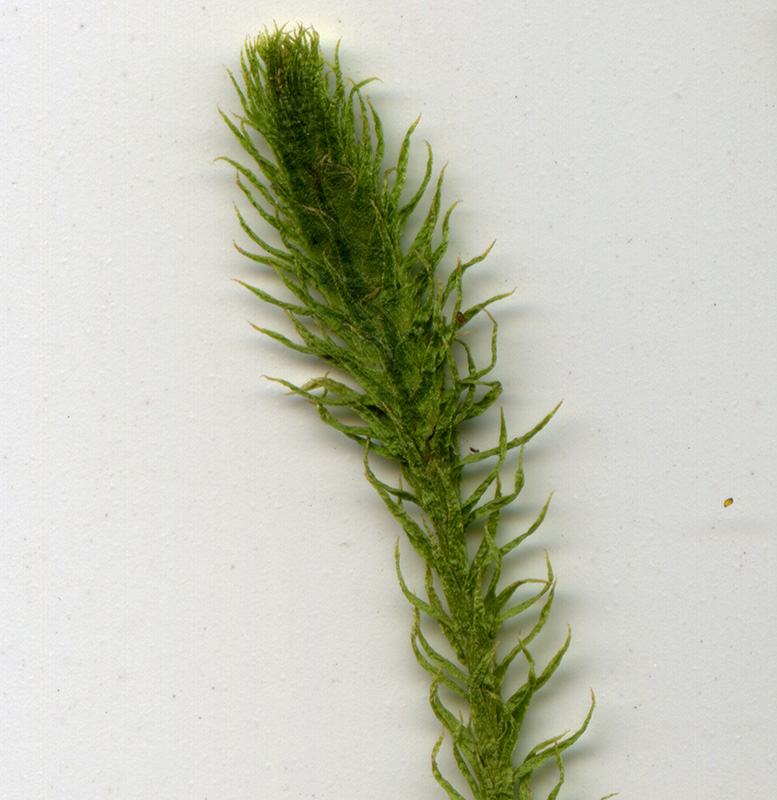 Image of Lycopodiella inundata individual.