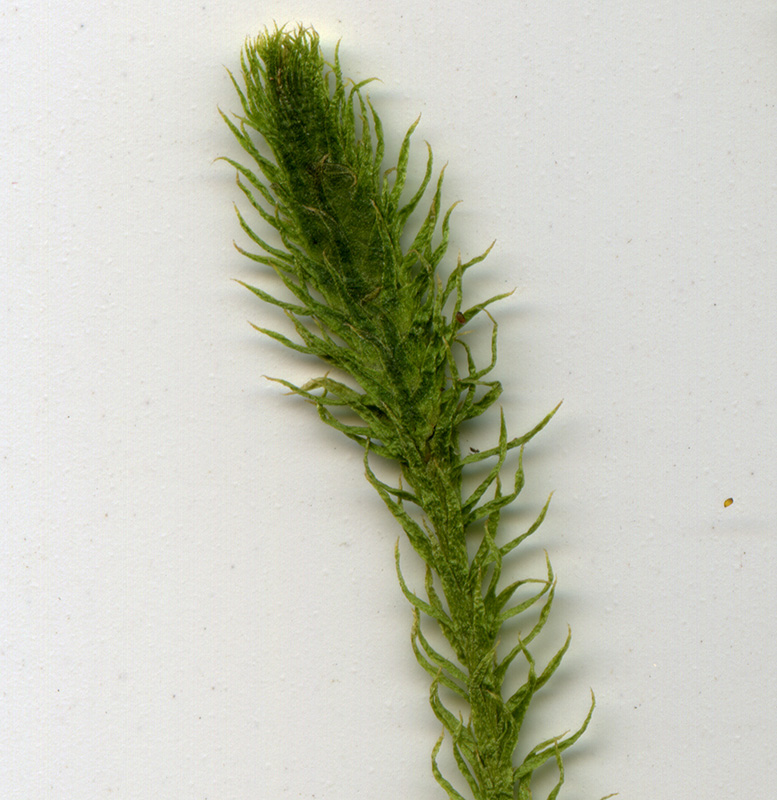 Image of Lycopodiella inundata specimen.