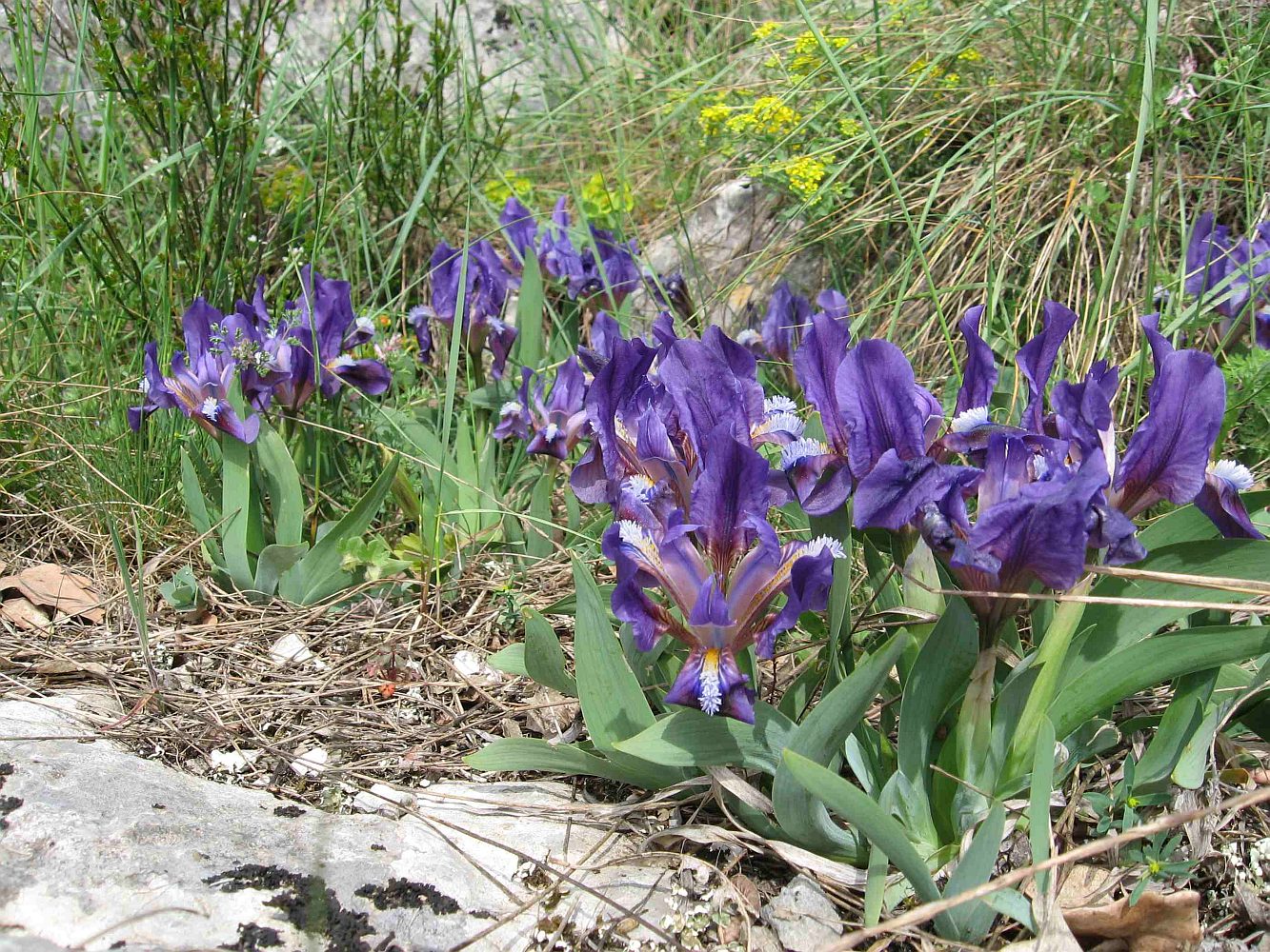 Image of Iris pumila specimen.