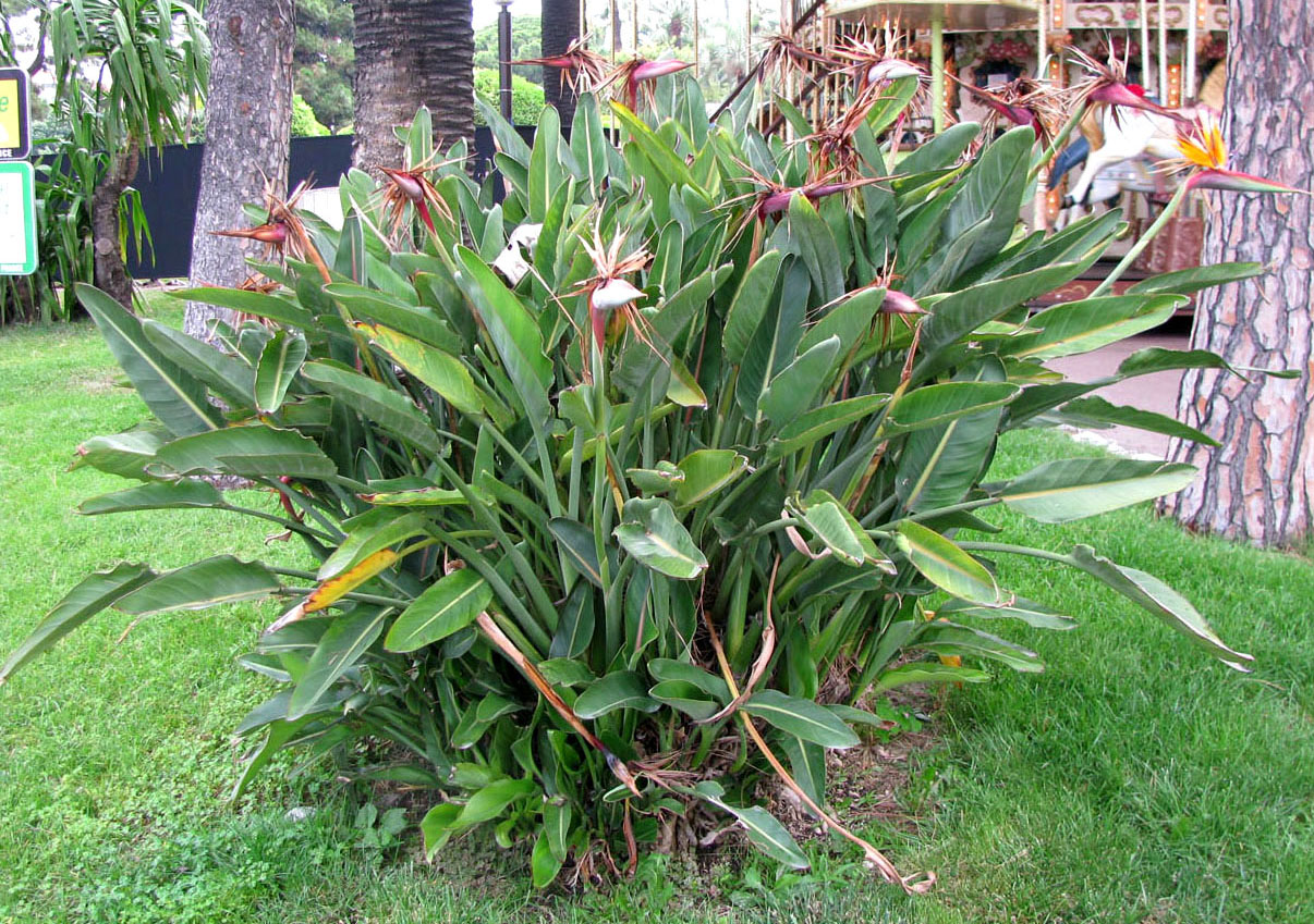 Image of Strelitzia reginae specimen.