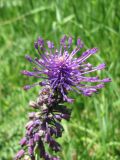 Leopoldia comosa. Верхняя часть соцветия. Крым, г. Симферополь, городской парк. 08.06.2009.