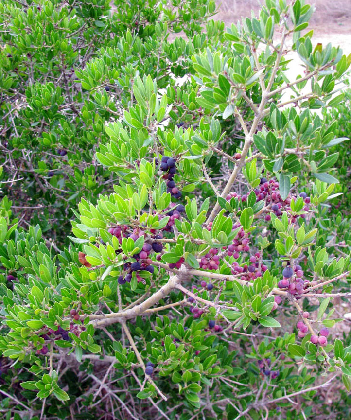 Image of Phillyrea latifolia specimen.