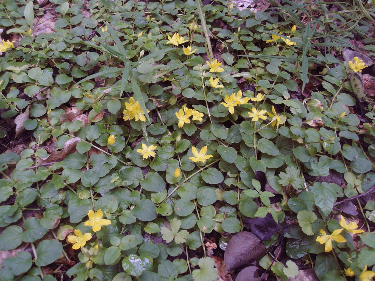 Изображение особи Lysimachia nummularia.