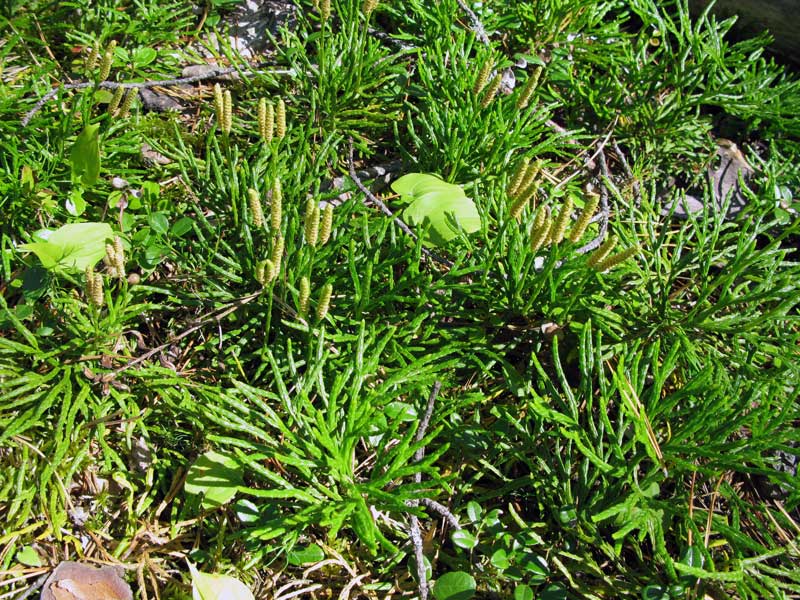 Image of Diphasiastrum complanatum specimen.