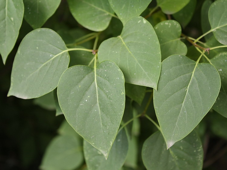 Image of Syringa vulgaris specimen.