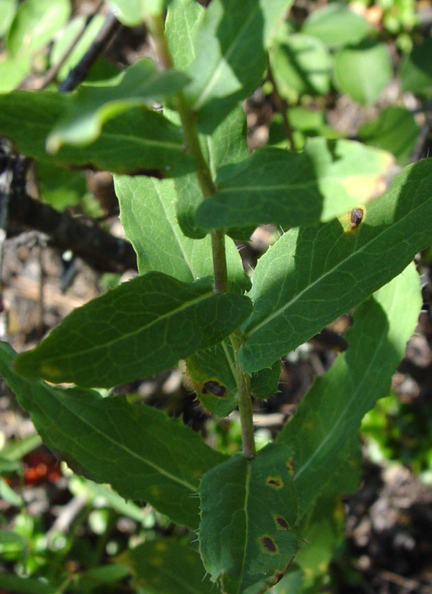 Изображение особи Hieracium virosum.